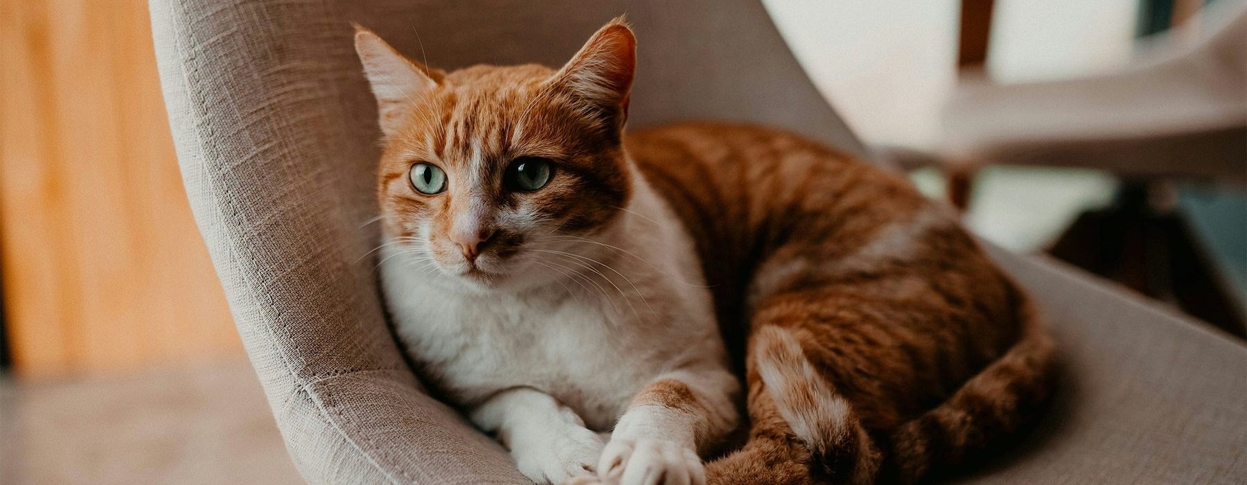 a cat lying on a chair